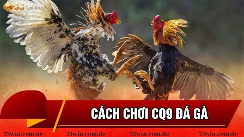 Bật mí cách chơi CQ9 đá gà